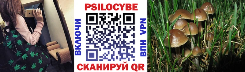 Галлюциногенные грибы Psilocybe Борзя